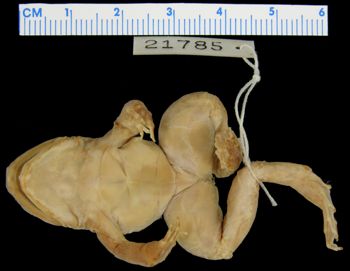 Media type: image; Herpetology A-21785